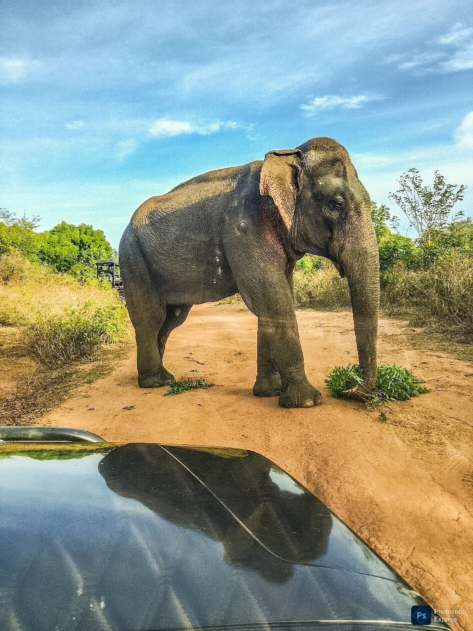 Safari landscape view at Udawalawe
